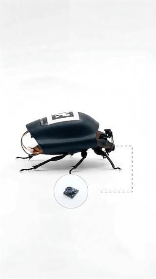 A beetle carrying a small electronic module on its back against white.